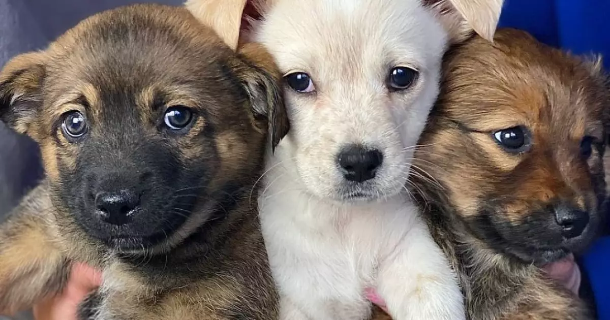 Врятувати хвостика: притулки та герої, які змінюють долі тварин у Києві