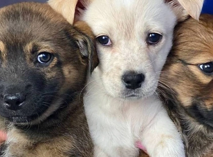 Врятувати хвостика: притулки та герої, які змінюють долі тварин у Києві