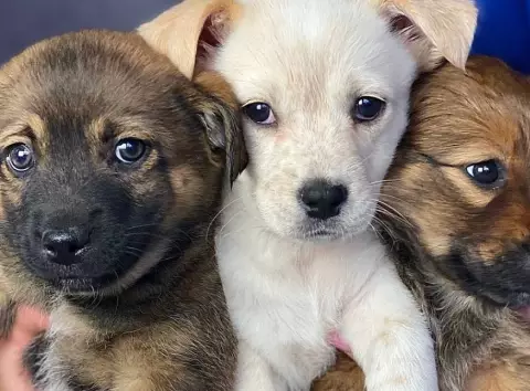 Врятувати хвостика: притулки та герої, які змінюють долі тварин у Києві